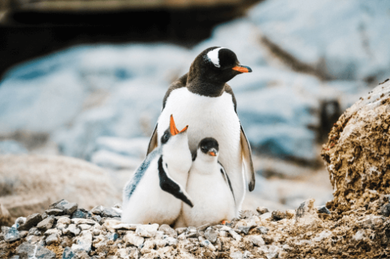 Realm of Penguins & Icebergs