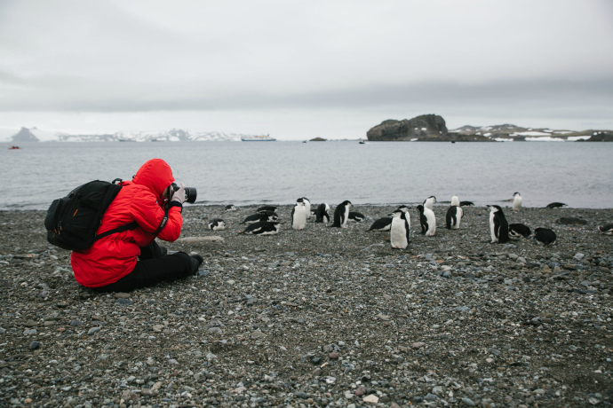 Pengiuins in Antarctica