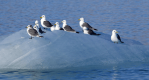 30 Arctic birds and seabirds - species, facts, places, habits