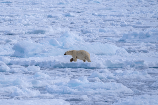 West Svalbard & Polar Ice Edge