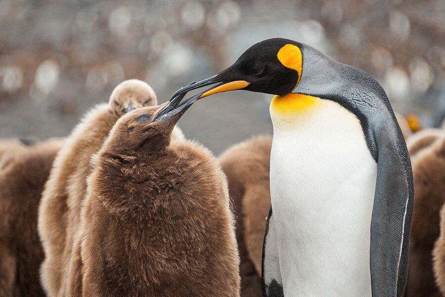 South Georgia Island Pinguins