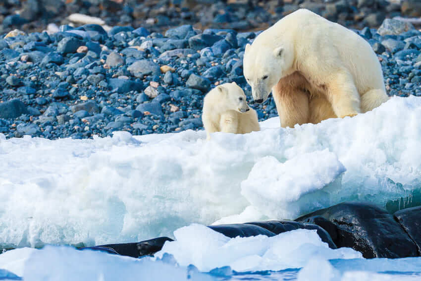 The Best Arctic Trips in 2021