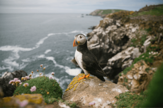 Best of British Isles