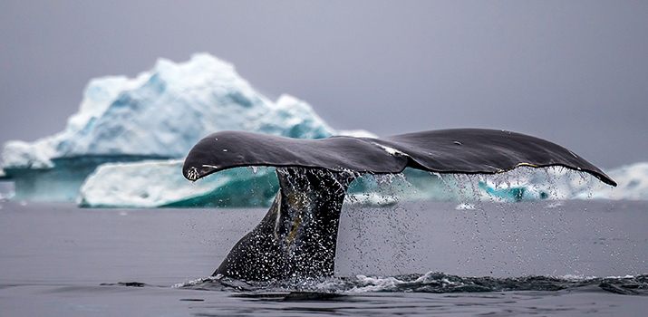 Whales of Svalbard