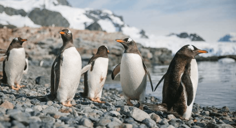 Brush-Tailed Penguins