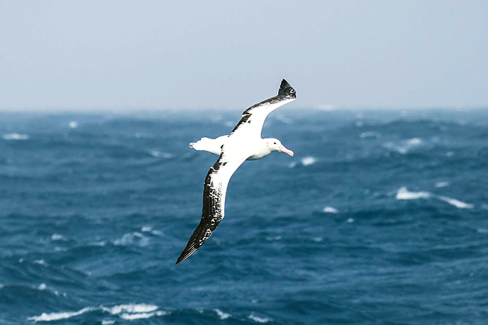 Albatross