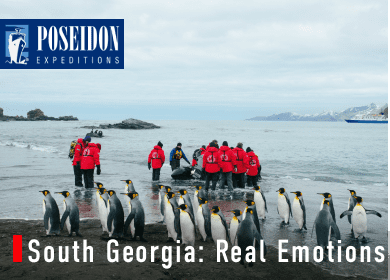 South Georgia and the Falkland Islands: wildlife paradise