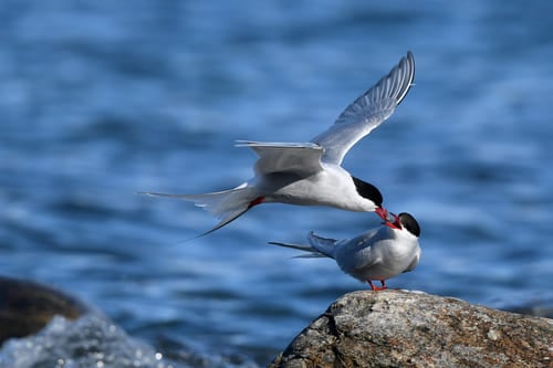 30 Arctic birds and seabirds - species, facts, places, habits