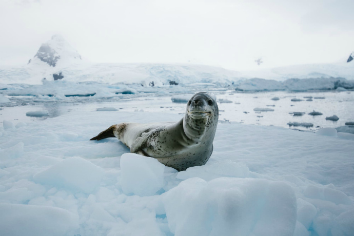 Seal in Antarctica