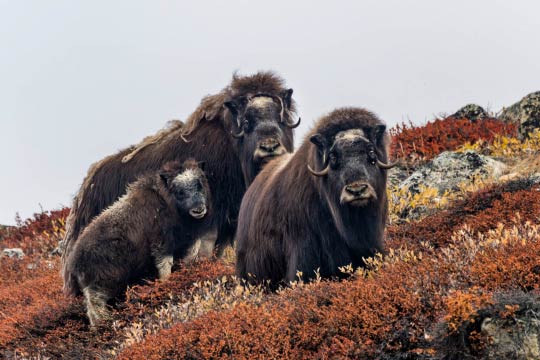 musk oxen in Greenland