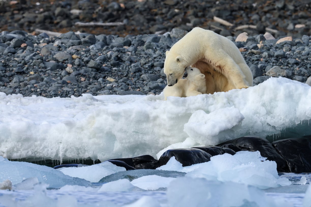 10 Amazing Animals That Live in the Arctic