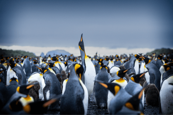Antarctic Wildlife Adventure