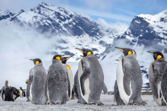 Antarctic Wildlife Adventure