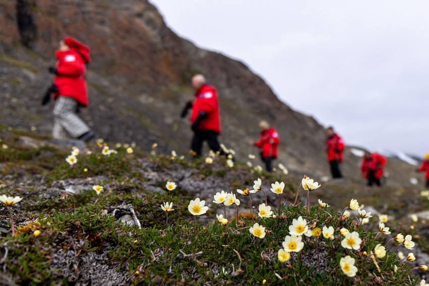 What Plants Grow in the Arctic Tundra?