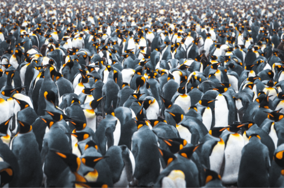 Best of the Southern Ocean 