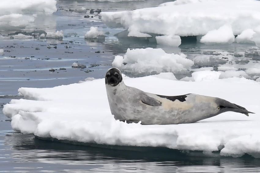 Harp Seal - Facts About Adult Predators | Poseidon Expeditions