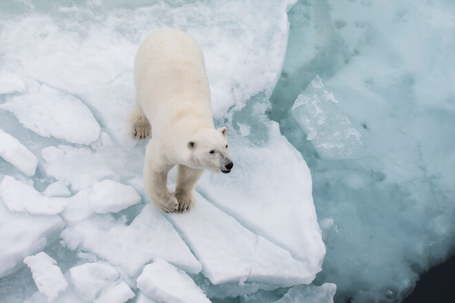 Polar bears tours in Svalbard