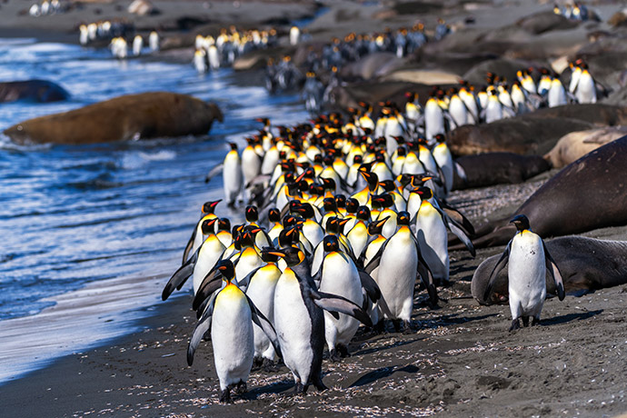 South Georgia Island