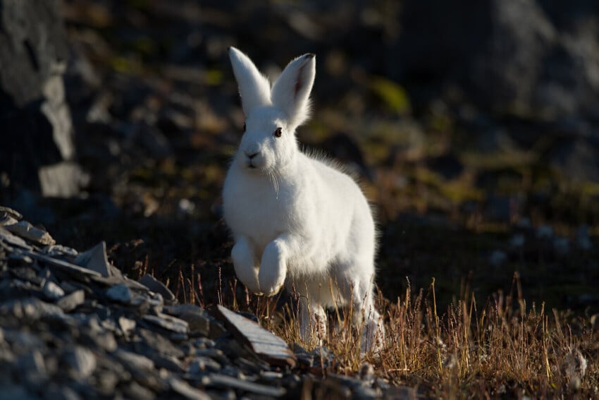 Arctic Hare Facts