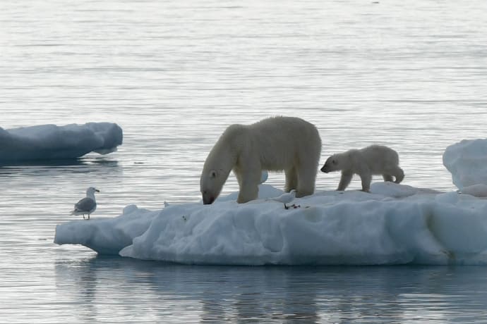 Polar Bears on Ice