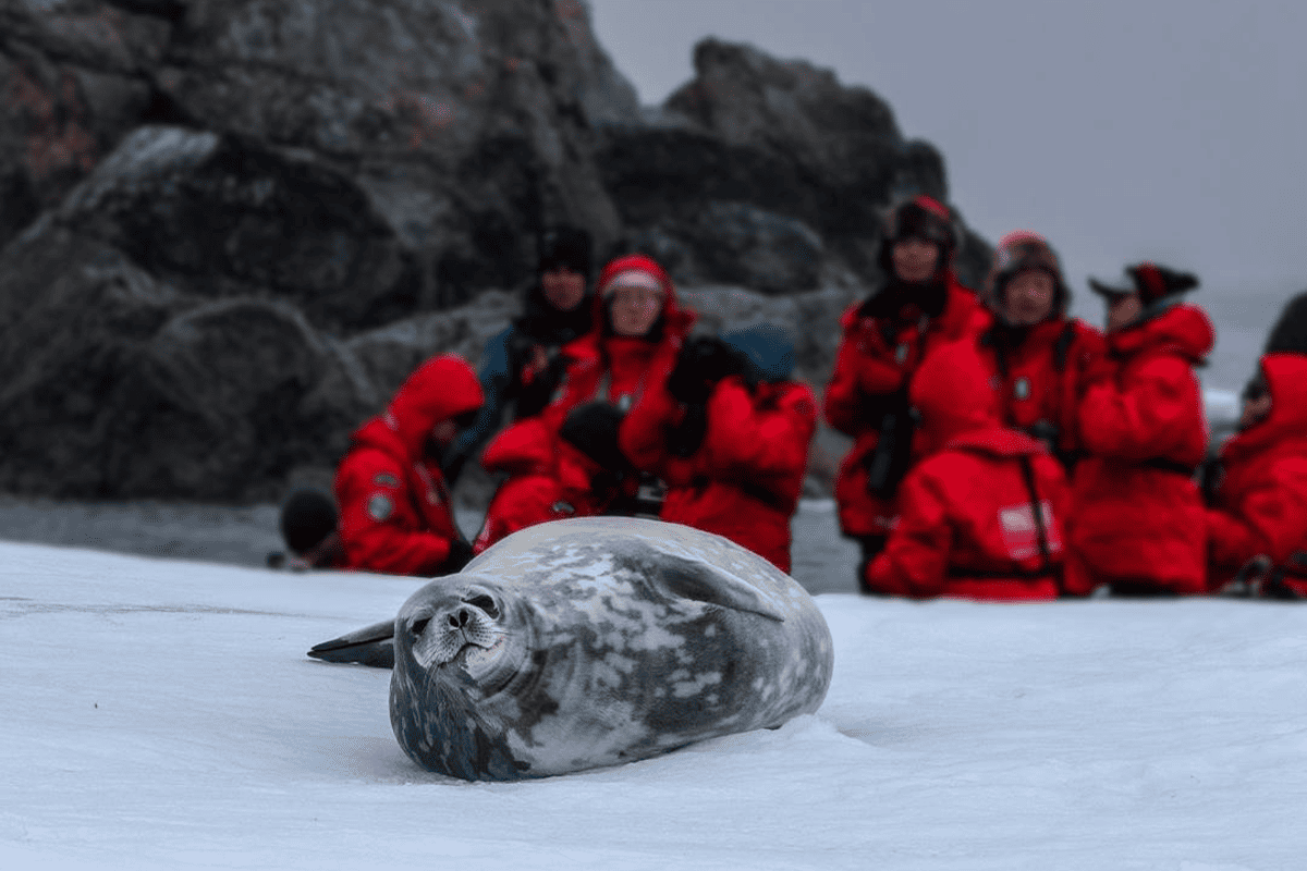 Advanced Antarctic Wildlife and Marine Life