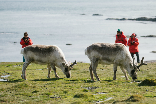 Reindeers of Svalbard