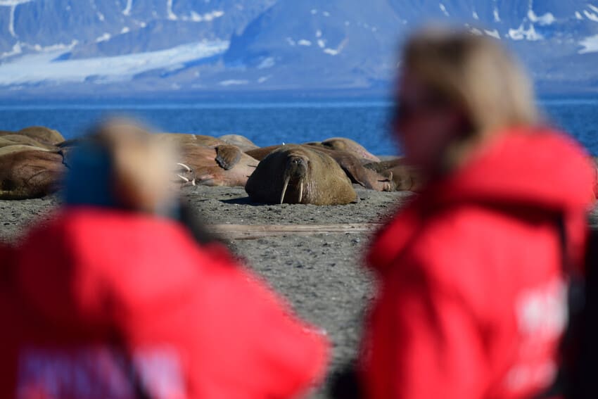 Top 10 Facts About Walruses