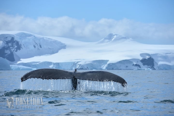 Live broadcast: Antarctica Cruise (13.02-24.02.2015). Day 5