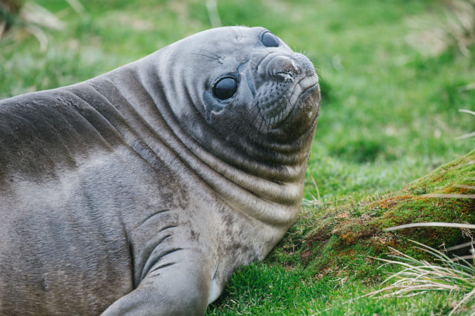 Elephant Seal Pup in South Georgia