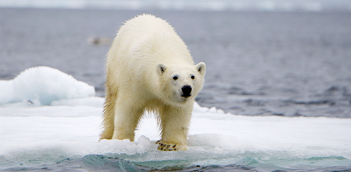 The High Arctic: Kingdom of Polar Bears
