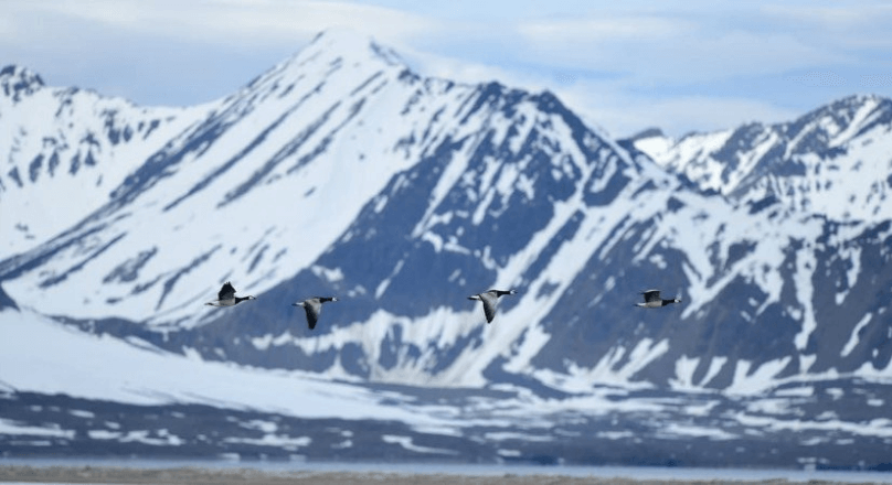 Arctic Wildlife: Myths and Reality - Webinar with Christian Bruttel