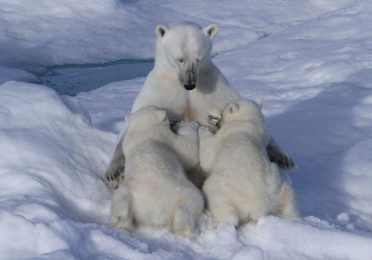 Polar Bears International