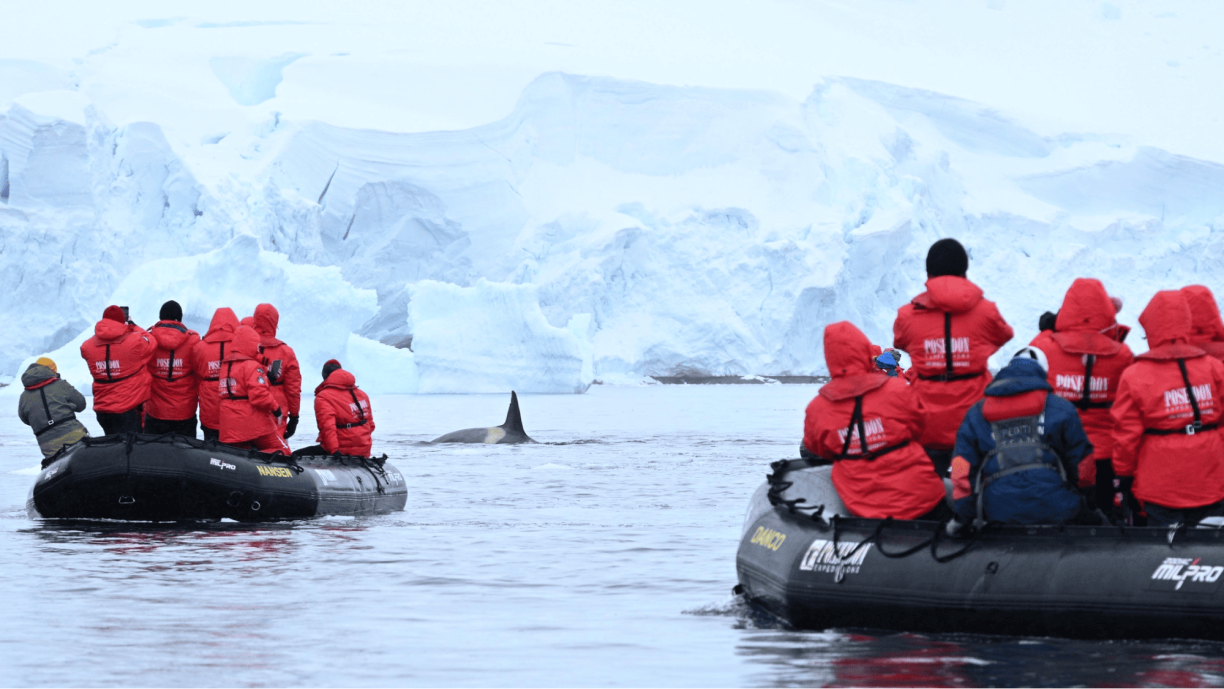 Killer Whale