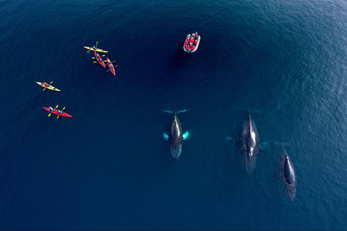 Humpback Whale Facts