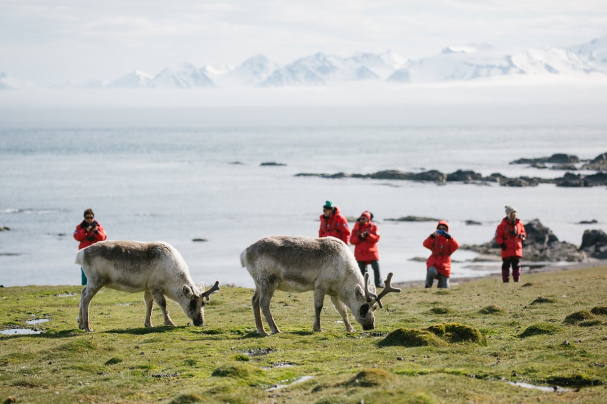 reindeer-grazing-on-tundra.jpg