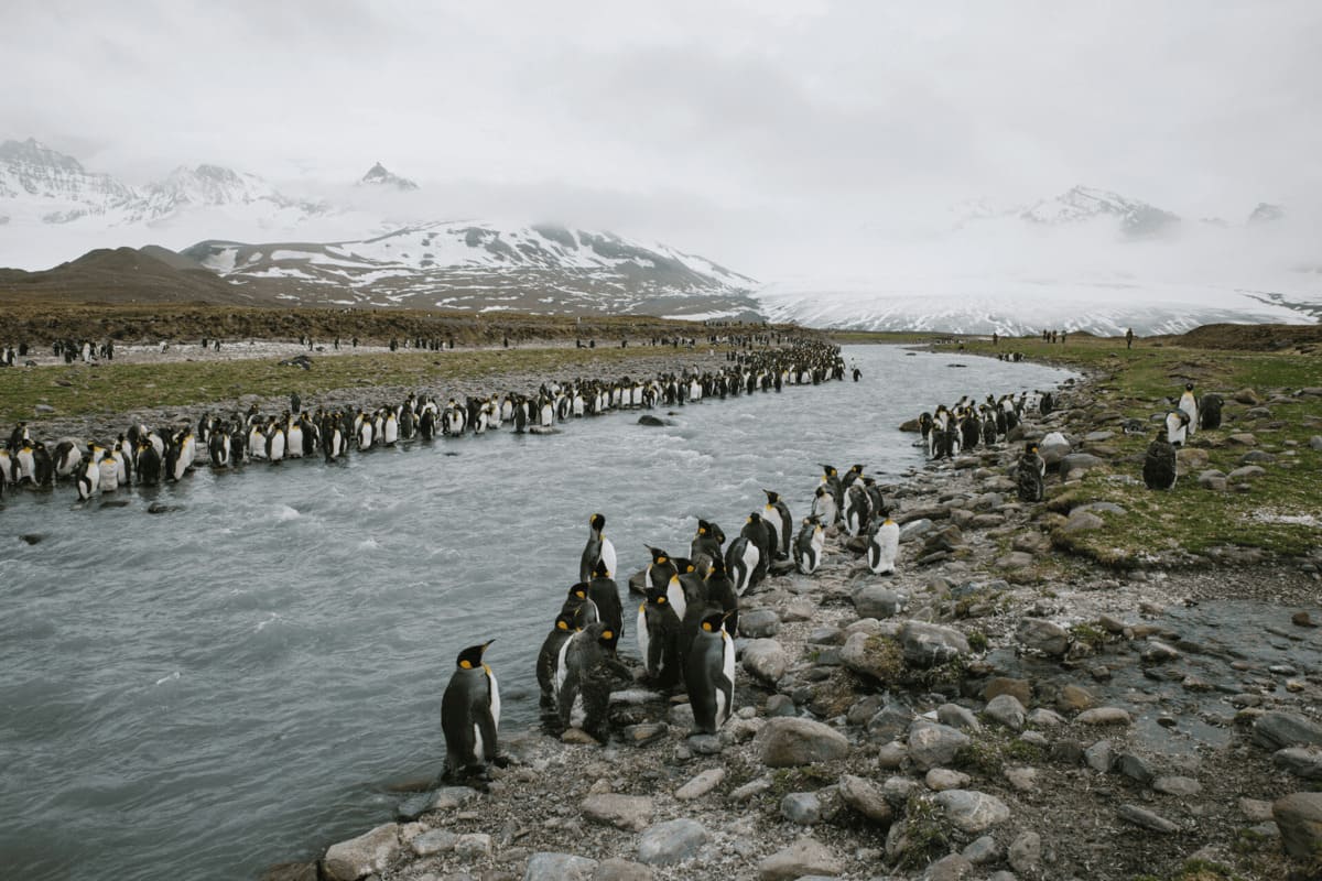 Antarctic Penguin Expedition