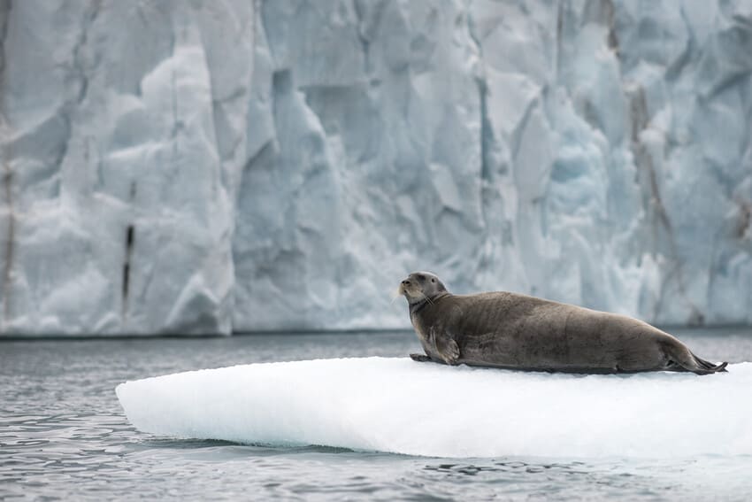 Diet and Prey