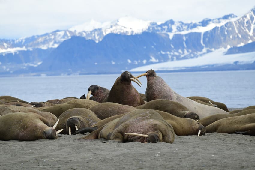 Their Walrus Tusks Are a Multi-Tool