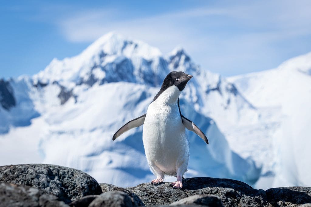 Antarctic adventure Antarctic adventure