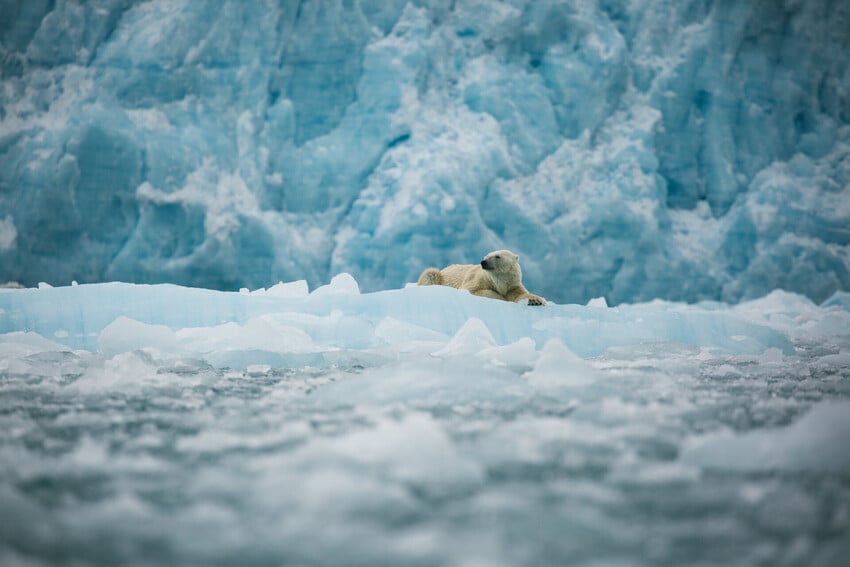 The Best Time to See Polar Bears in Svalbard