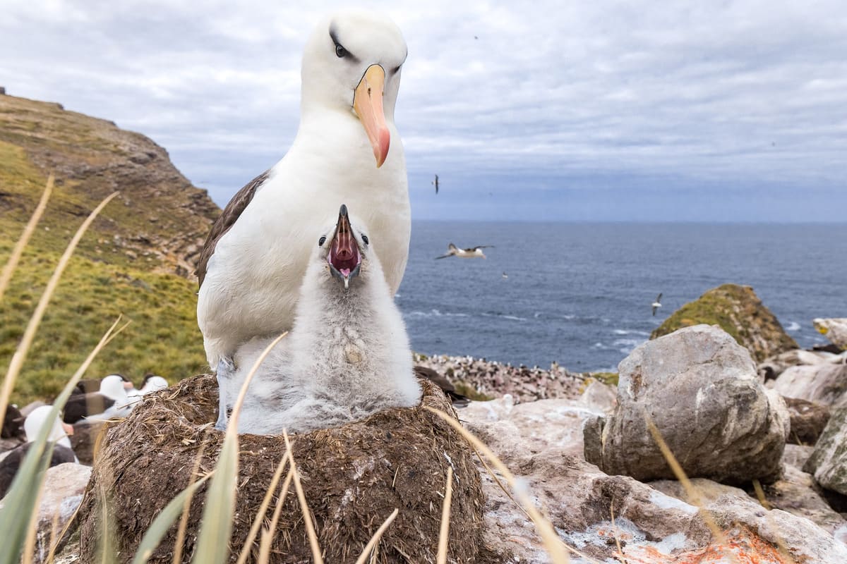 What animals live in Antarctica? Fun facts about Polar Wildlife | Poseidon  Expeditions