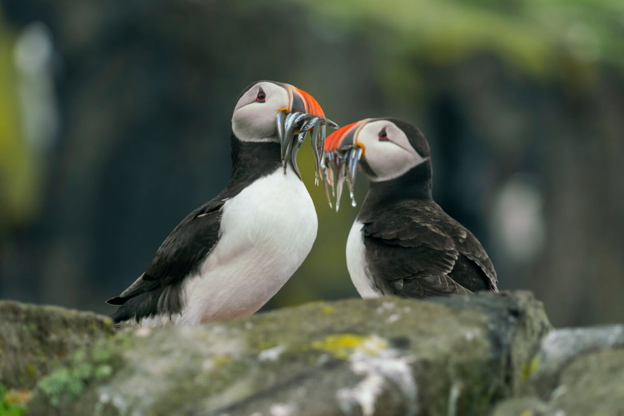 Taiga Food Web: Interconnected Relationships between Flora and Fauna