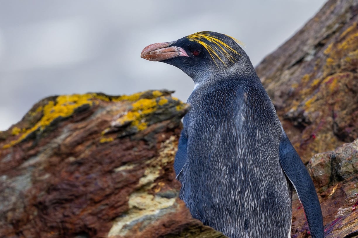 Chick Development Chick Development