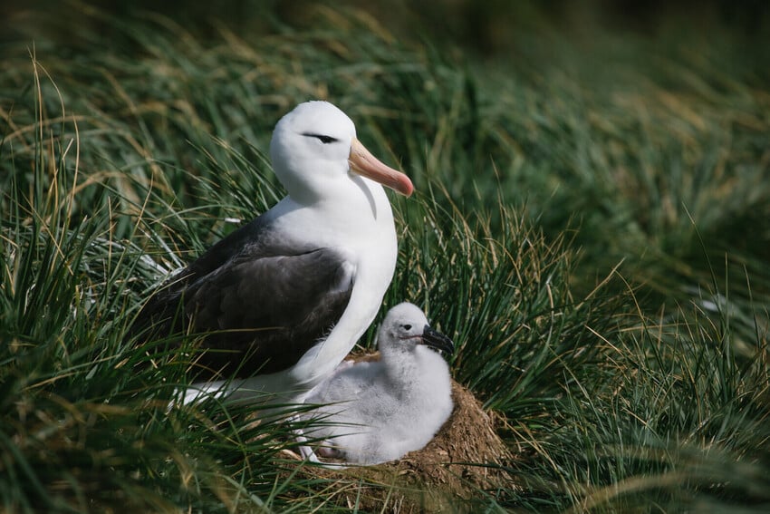 Reproduction and Mating