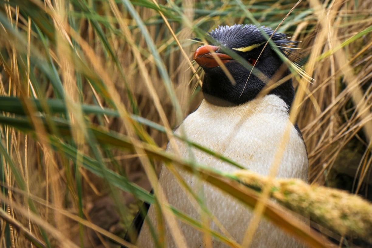 rockhopper penguin feeding rockhopper penguin feeding