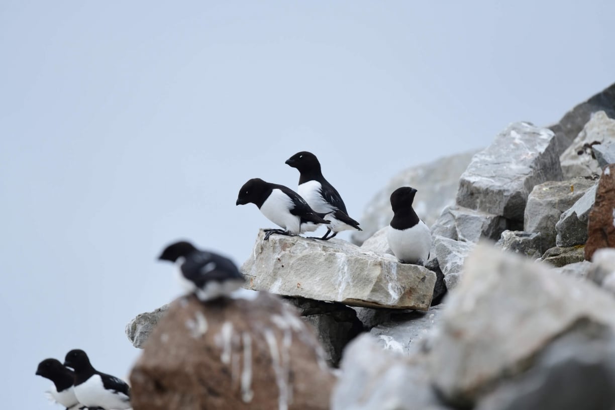 Little-auk-arctic-article.jpg