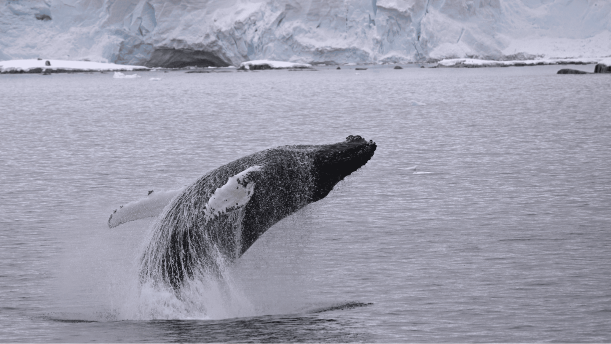 Greatest Marine Migration