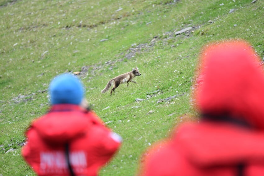 they are amazing fertilizers of the Arctic ecosystem