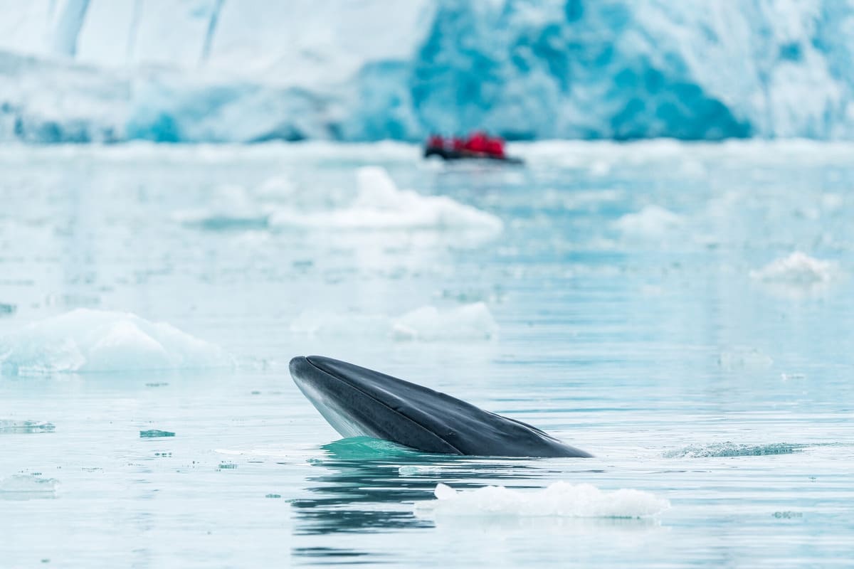 Minke Whale Minke Whale