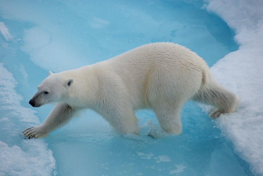 Are there polar bears in Antarctica